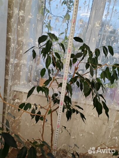 Фикус бенджамена