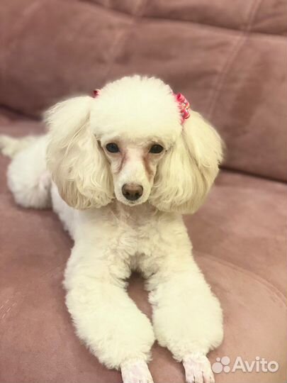 Кинолог. догтренер. Дрессировка собак. Выгул