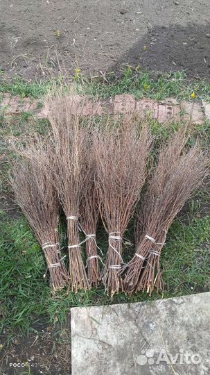 Веники чилиговые