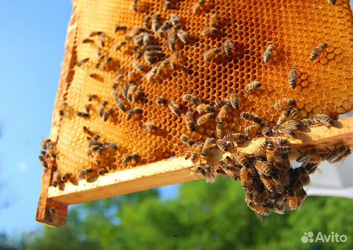 2024 Мед натуральный из Алтая опт