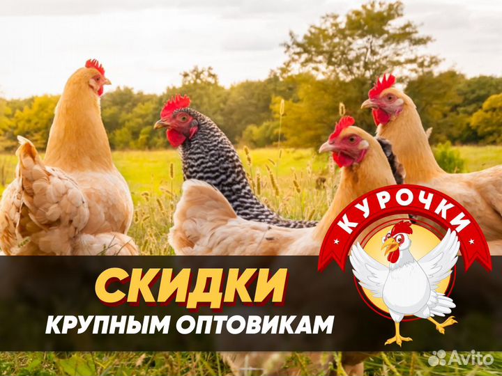 Куры несушки молодки