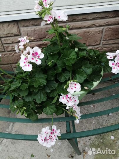 Герань пеларгония