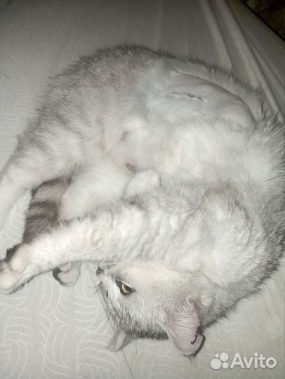 Кошка в добрые руки