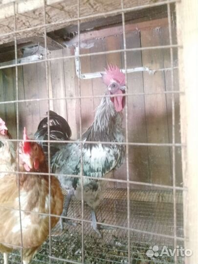 Петухи лакендази чистокровные