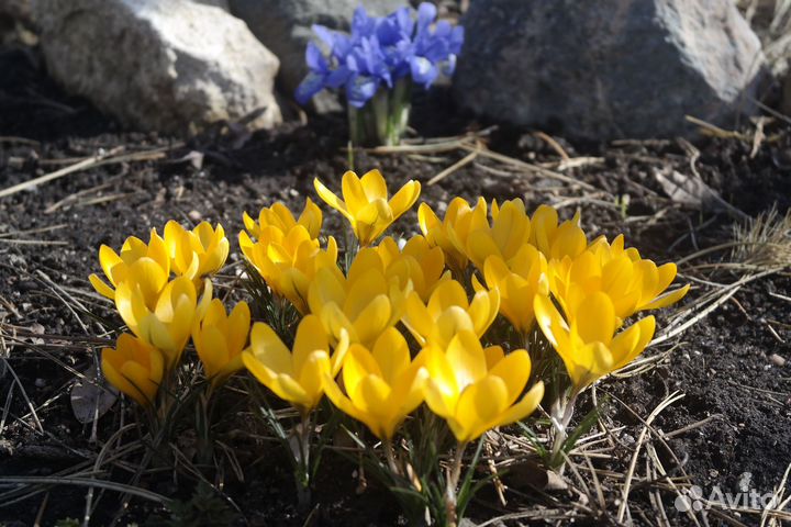 Нарцисс кантабрийский Мускари Крокусы Гиацинт