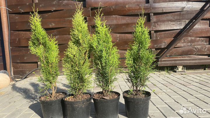 Туя Смарагд С3