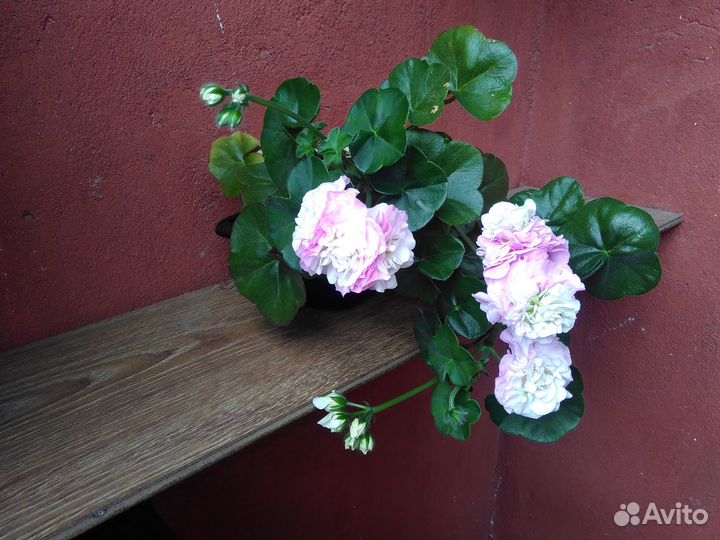 Плющелистная герань пеларгония