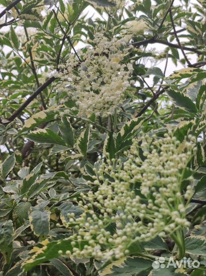 Саженцы бузины