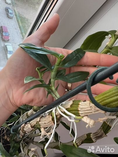 Орхидея дендробиум нобиле, или благородный