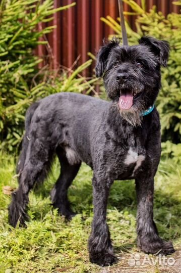Черный русский терьер (метис) ищем дом