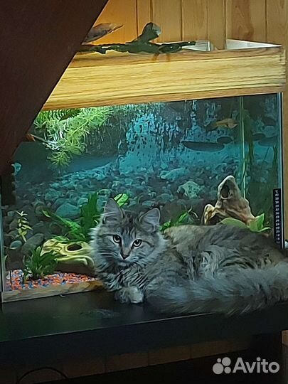Аквариум