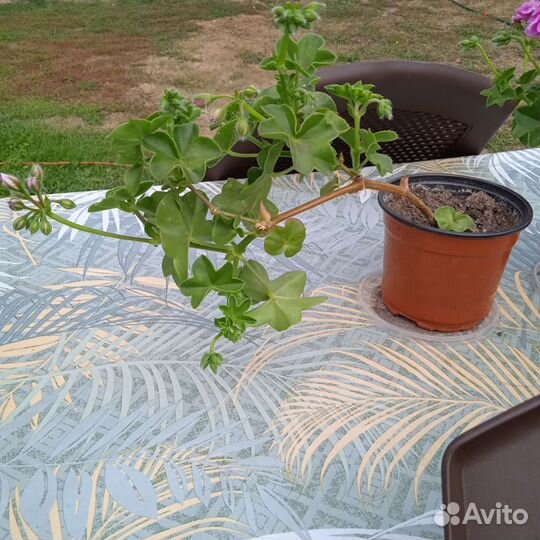 Пеларгония герань