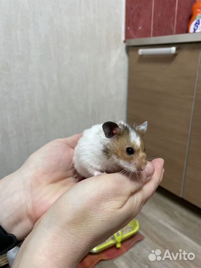 Сирийский хомяк