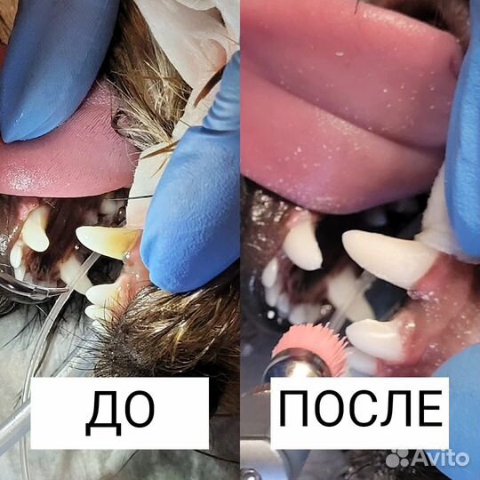 Ветеринарный врач