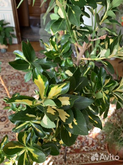 Бересклет японский