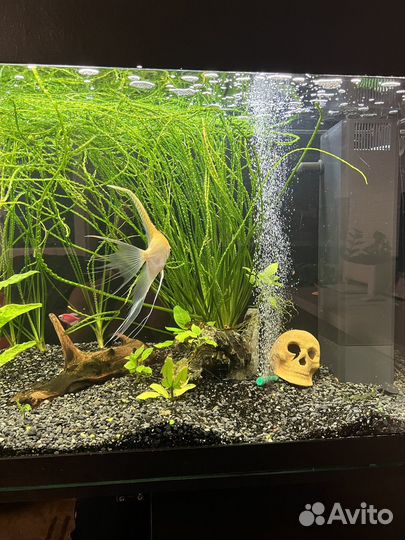 Аквариум