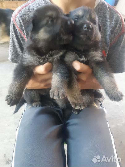 Щенки немецкой овчарки