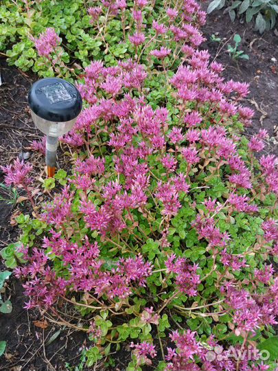 Многолетние цветы. Почвопокровники