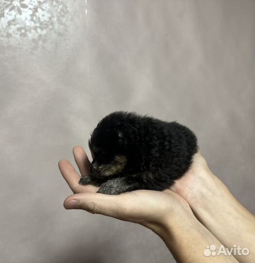 Щенки немецкого шпица