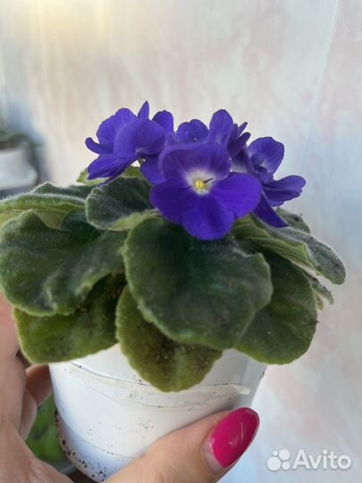 Фиалка цветущая