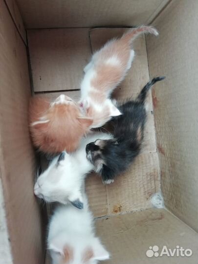 Котята в добрые руки