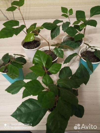 Роициссус (берёзка)