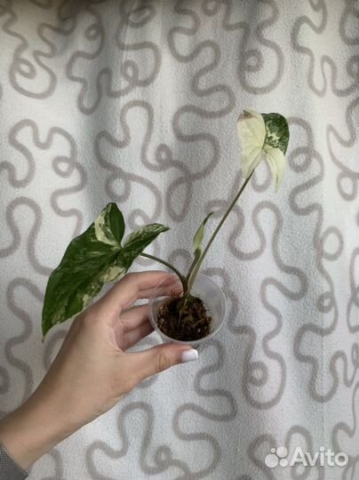 Сингониум альба