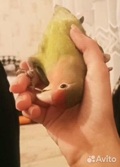 Продам самку неразлучника в пару или в стаю