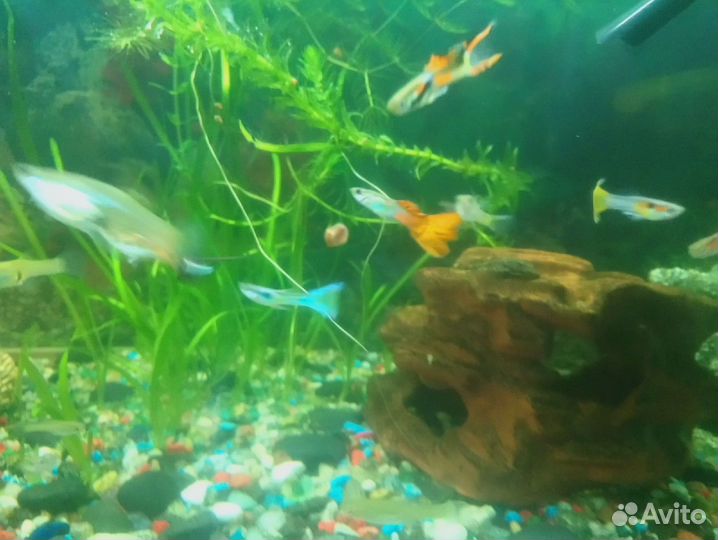 Гуппи молодь и подростки