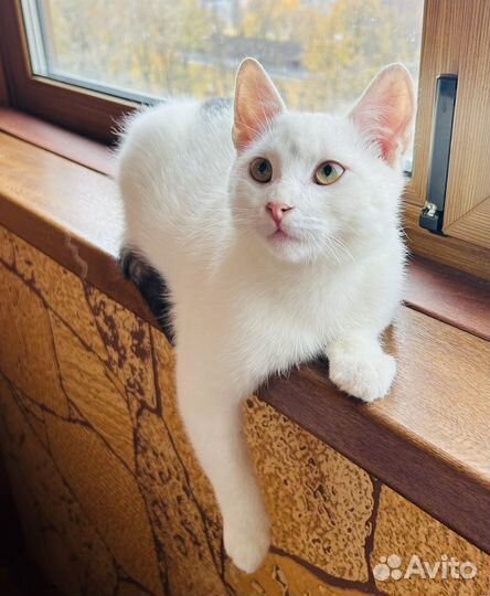 Милый котенок ищет дом
