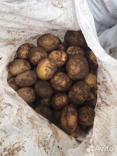 Продам картофель