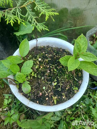 Лимонник китайский