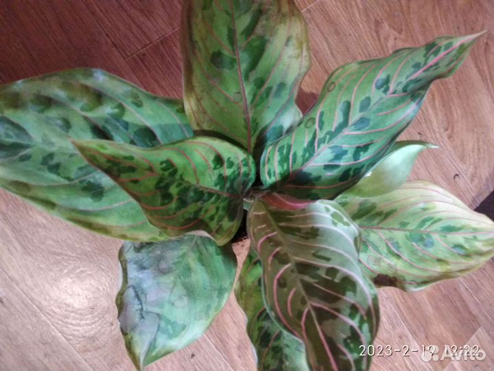 Аглаонемы разные