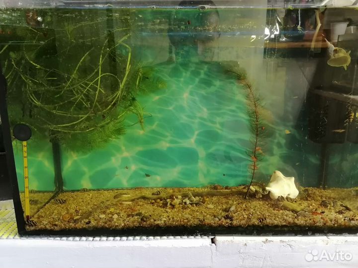 Аквариум