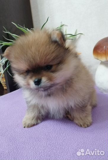 Померанский шпиц