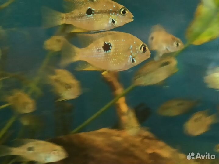 Цихлазома Элиота