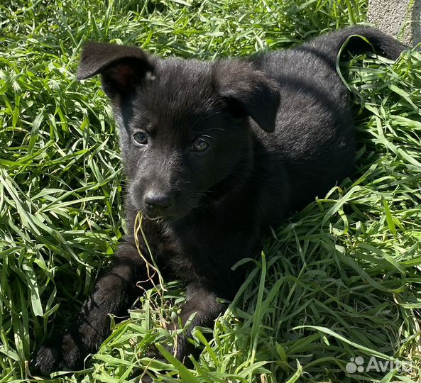 Щенки немецкой овчарки рабочего разведения