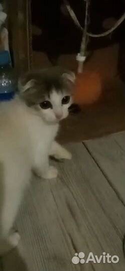 Вислоухий котёнок, приучен к лотку в добрые руки