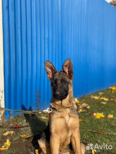 Щенки немецкой овчарки