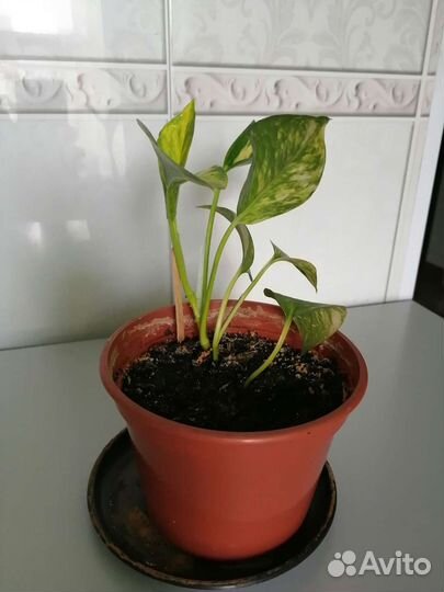 Сциндапсус