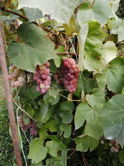 Дача 20 м² на участке 5 сот.