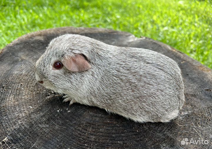 Морская свинка