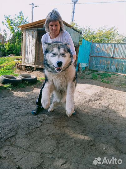 Аляскинский маламут вязка