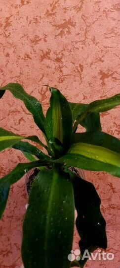 Дерево счастья или драцена