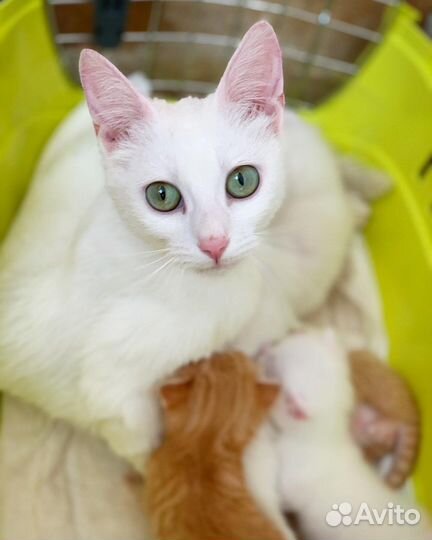 Кошечка красотка