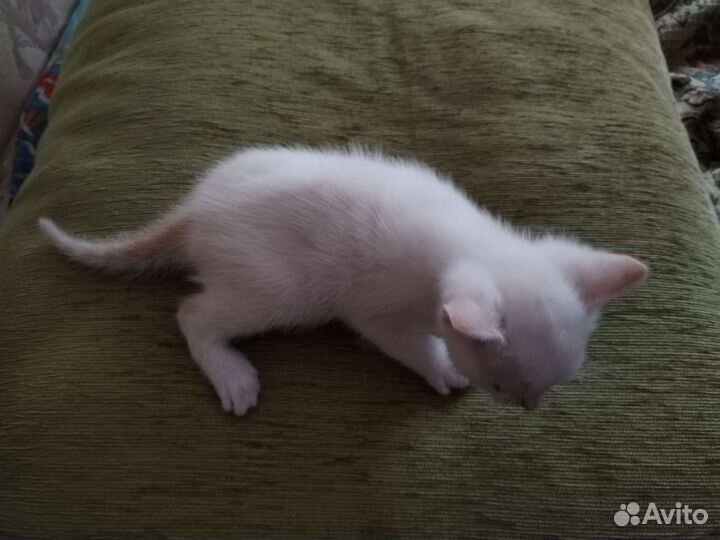 Котята в добрые руки бесплатно