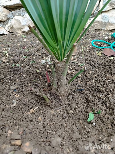 Пальма трахикарпус