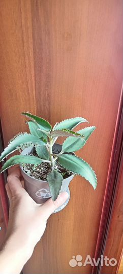 Цветы комнатные:бегония, герань арома, и др