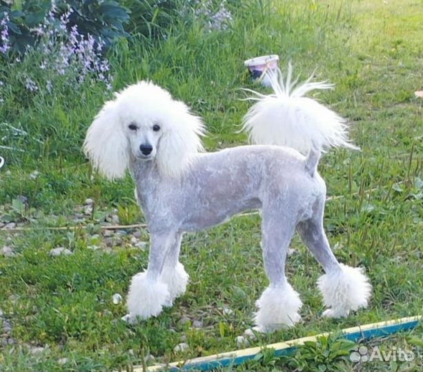 Малый пудель