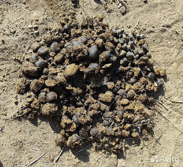 Конский навоз